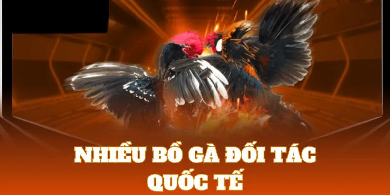 Sảnh cược liên kết với nhiều bồ gà quốc tế