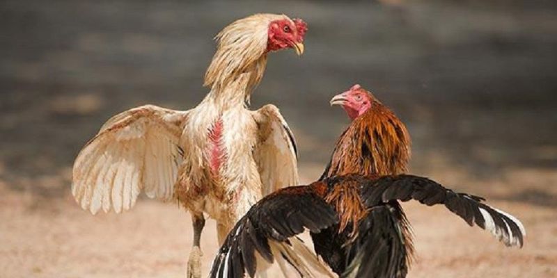 5 Lợi Ích Khi Tham Gia Trực Tiếp Đá Gà Cựa Dao Tại 8KBET 2 Tìm hiểu tổng quan về loại hình đá gà hấp dẫn